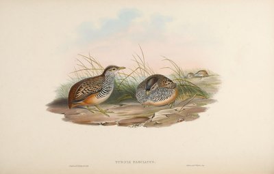 Turnix fasciata by John Gould